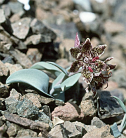 Photo taken at Del Puerto Cañon, Stanislaus County ©  Dean W. Taylor. 